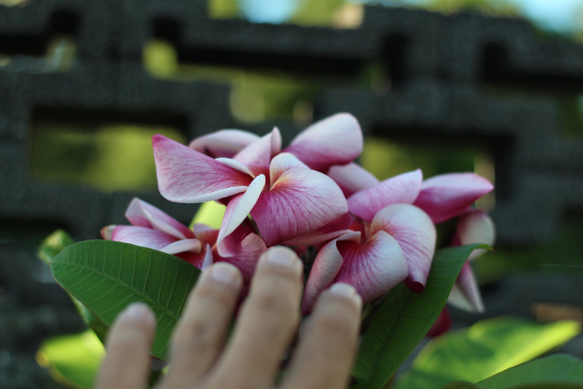 Une main qui touche un bouquet de fleurs de tiare Tipanier frangipanier rose rouge blanc avec des feuilles vertes de Plumeria de Tahiti