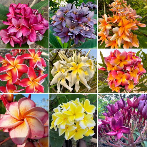 10 Graines de Frangipaniers Mixtes - ArtOf Tahiti