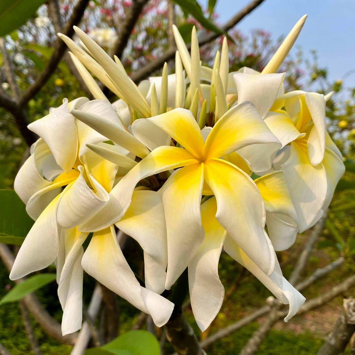 5 Graines de Frangipaniers - Ammaron’s Curly White - ArtOf Tahiti