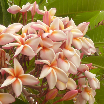 Plant de Frangipanier - Bird Of Paradise - ArtOf Tahiti