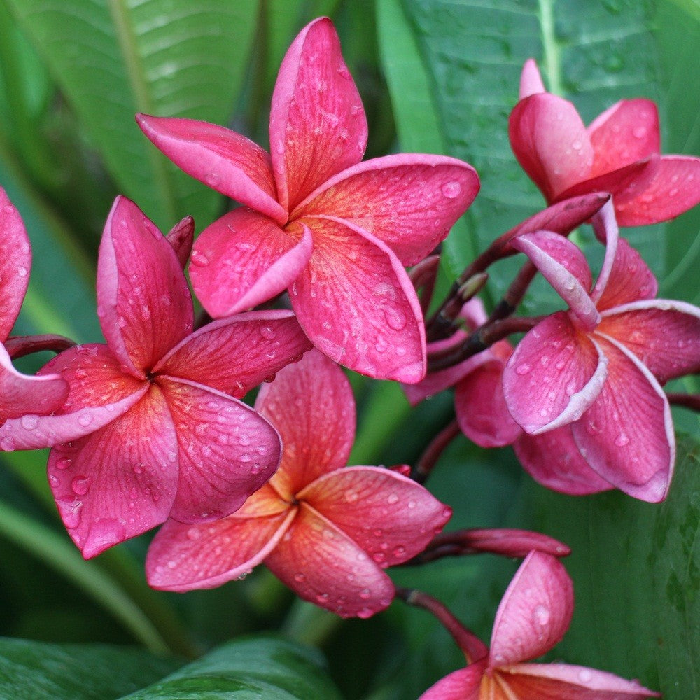 Plant de Frangipanier - Crimson Beauty - ArtOf Tahiti