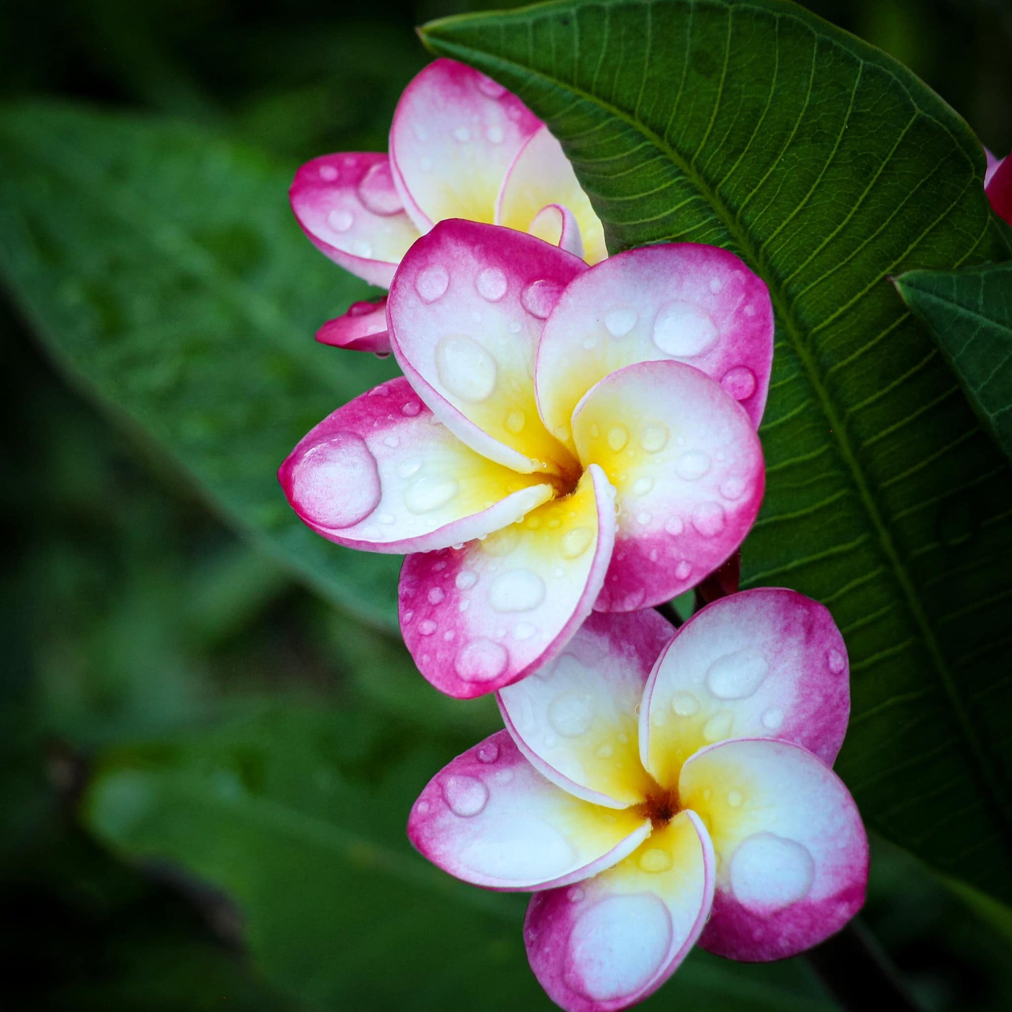 Plant de Frangipanier - Danai Delight - ArtOf Tahiti