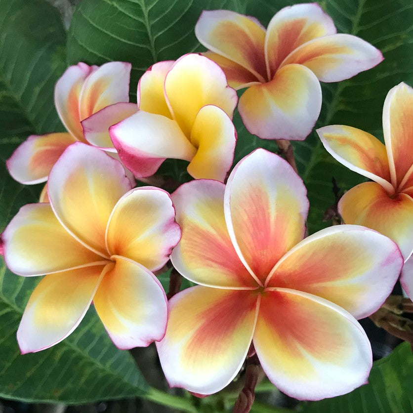 Plant de Frangipanier - Gammam - ArtOf Tahiti