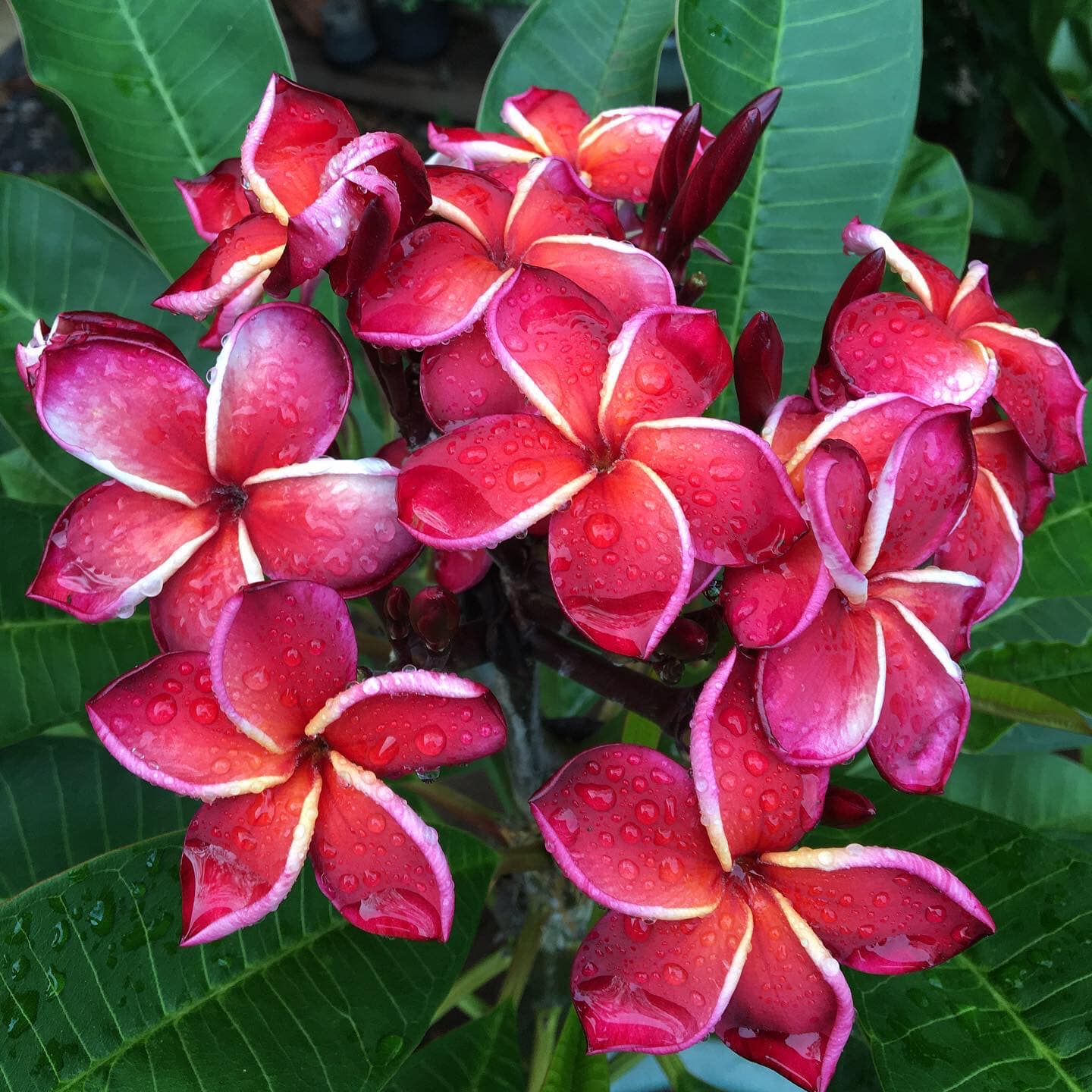 Plant de Frangipanier - Gina - ArtOf Tahiti