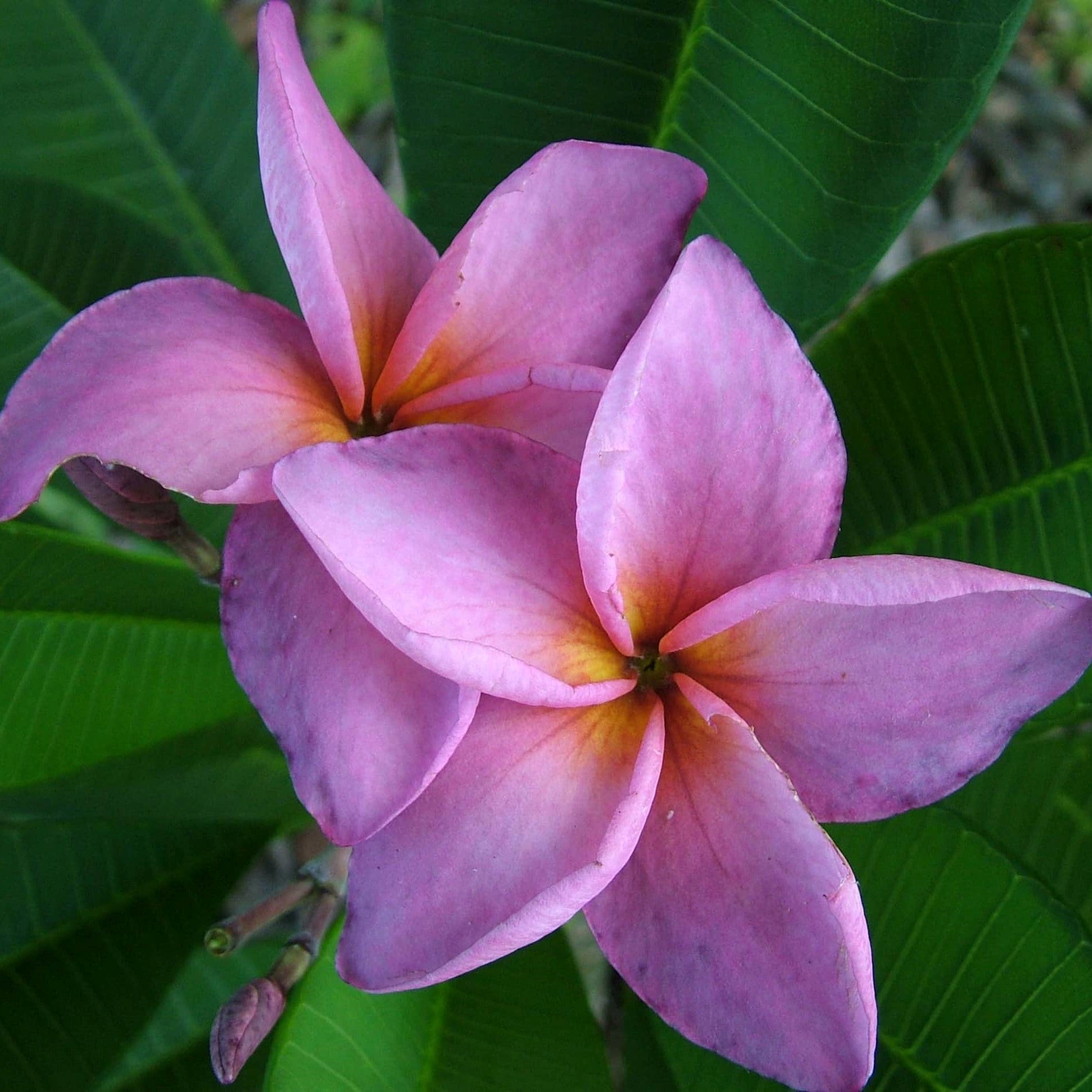 Plant de Frangipanier - Jack Purple - ArtOf Tahiti