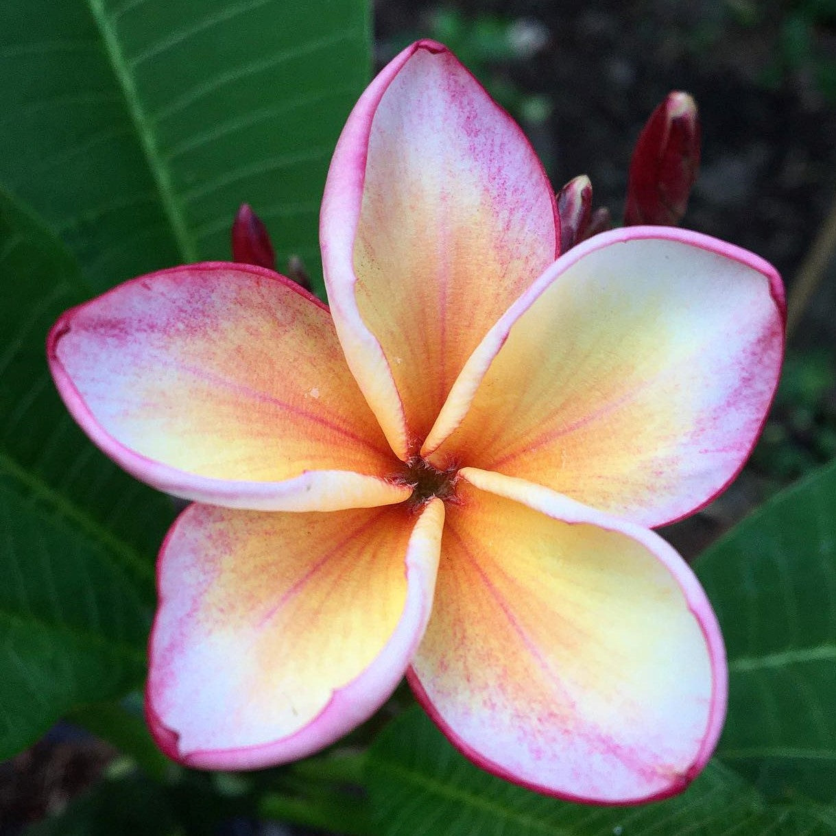 Plant de Frangipanier - Penang Peach - ArtOf Tahiti