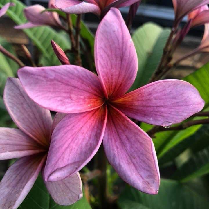 Plant de Frangipanier - Ruby Blue - ArtOf Tahiti