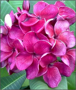 5 Graines de Frangipanier - Black Tiger - ArtOf Tahiti