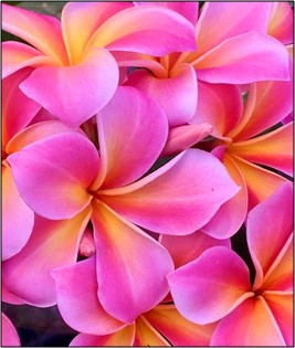 5 Graines de Frangipanier - Mardi Gras - ArtOf Tahiti