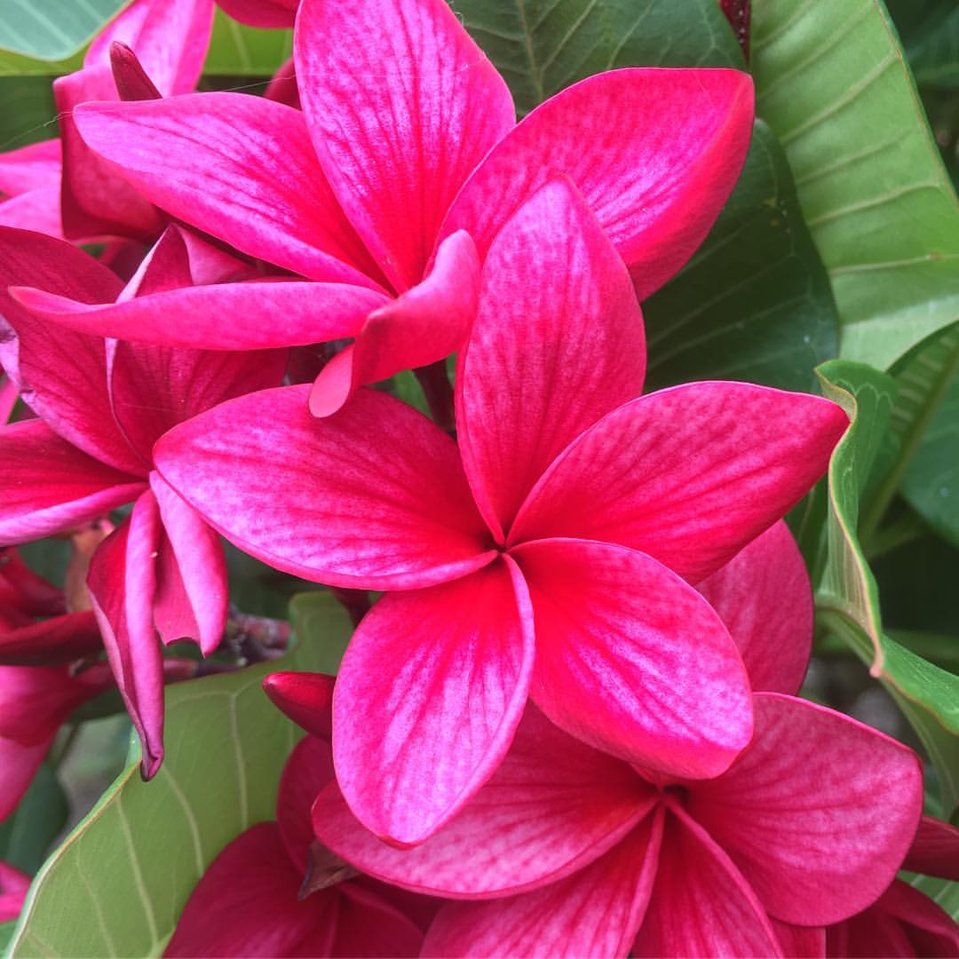 5 Graines de Frangipanier - Miss Nonburi - ArtOf Tahiti