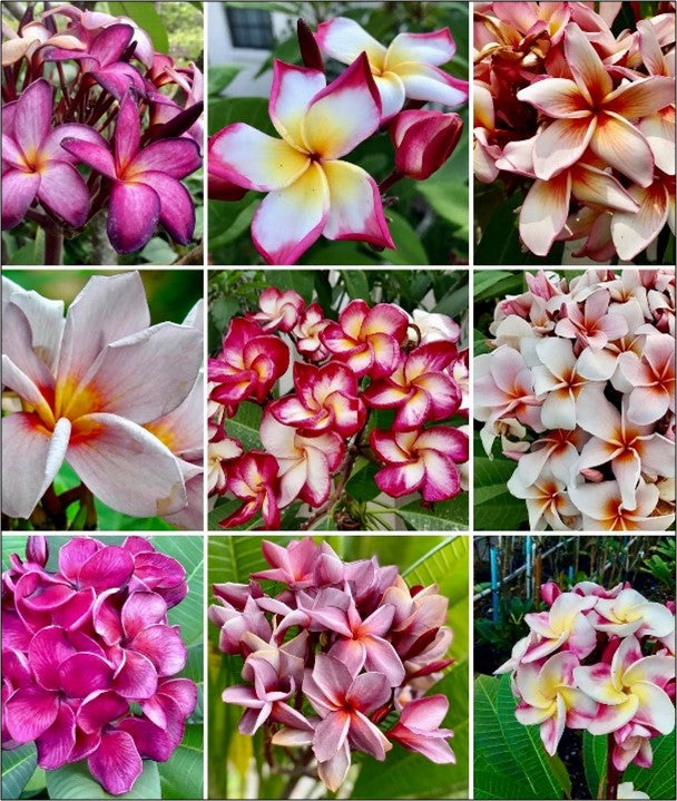 Nouveauté! 10 Graines de Frangipaniers Mixtes - ArtOf Tahiti