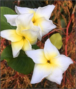 5 Graines de Frangipanier - Pupukea Crepe - ArtOf Tahiti