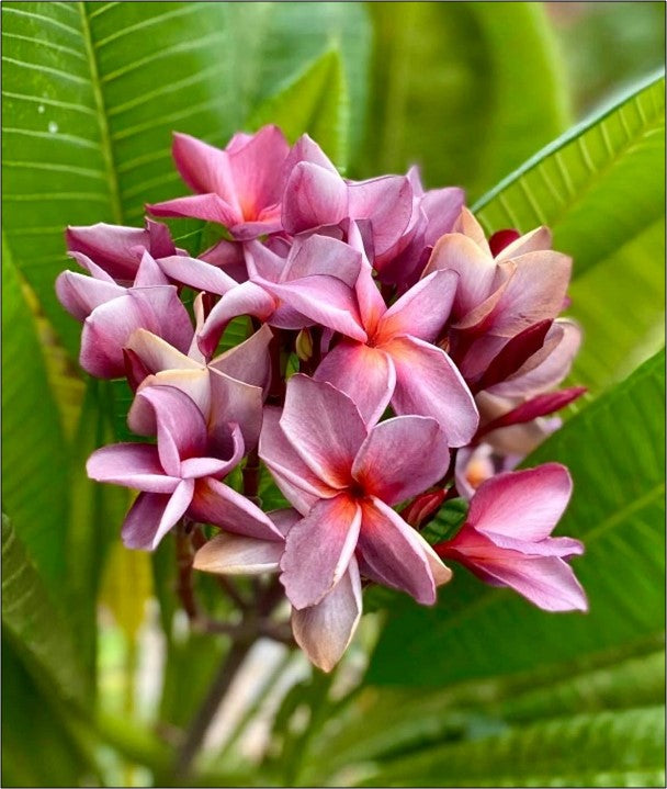 5 Graines de Frangipanier - Purple Dream - ArtOf Tahiti