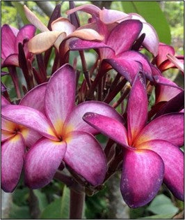 5 Graines de Frangipaniers - Violet Pink - ArtOf Tahiti